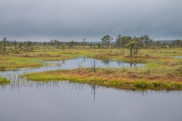 Болотный пейзаж Эстонии — стоковое фото