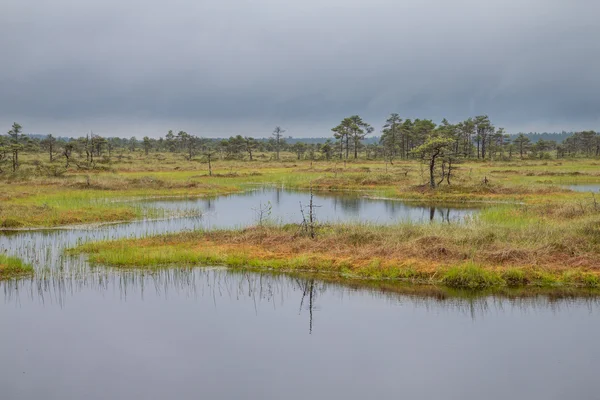 Paisagem de brejo de Estónia — Fotografia de Stock