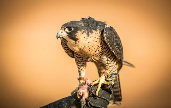 Peregrine falcon eating — Stock Photo, Image