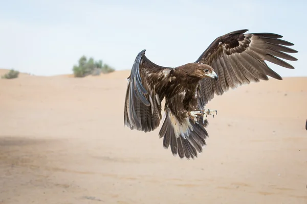 L'aquila maculata sta atterrando — Foto Stock