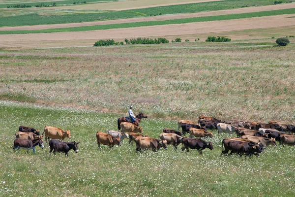 Vacas no campo sendo conduzidas — Fotografia de Stock