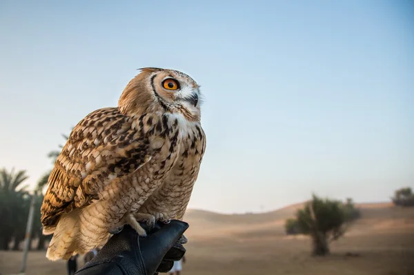 Пустынная сова сидит на руке — стоковое фото