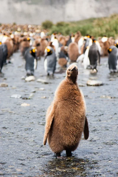 Pinguins gentoo na ilha dos Barrientos — Fotografia de Stock