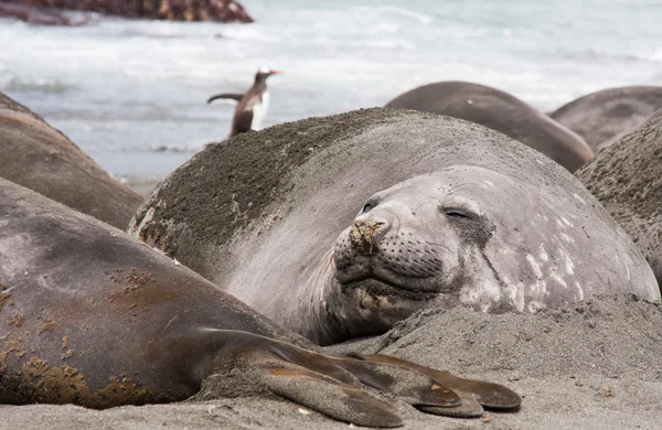 Sjöelefant smälter på en strand — Stockfoto