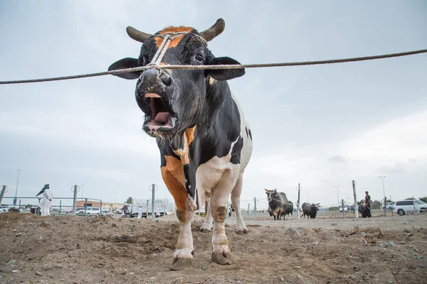 Bull está posando para uma câmera — Fotografia de Stock