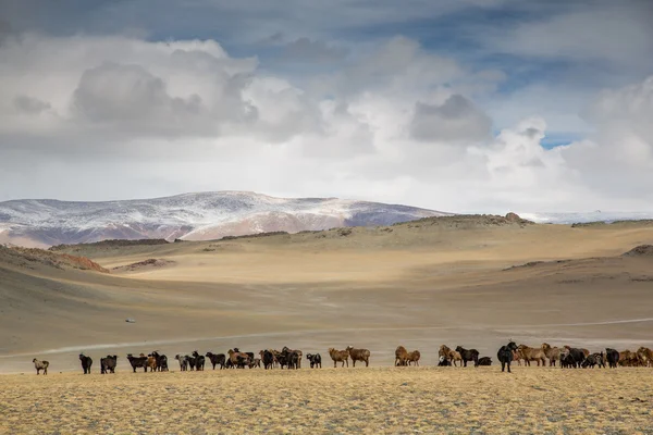 Yurt and cows in a landscape of  Mongolia — Stock Photo, Image