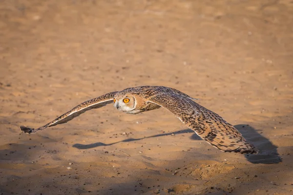 นกฮูกทะเลทรายบินในทะเลทราย — ภาพถ่ายสต็อก