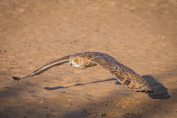 Öknen Uggla flyger i en öken — Stockfoto