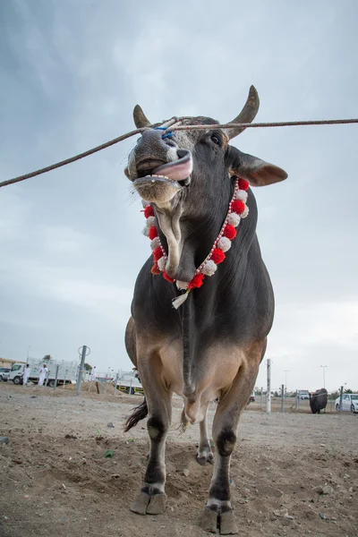 Bull is posing for a camera — Stock Photo, Image