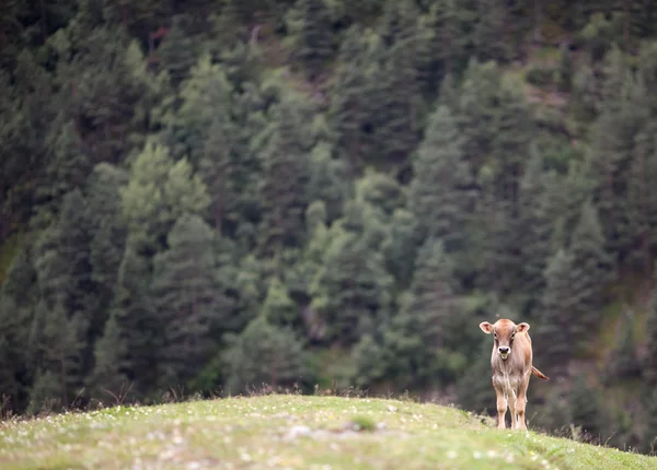 Solitaire jeune vache sur un champ — Photo