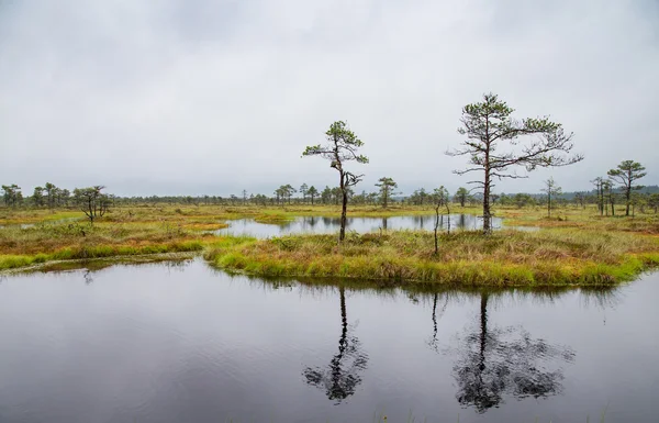 Kakerdaja Bog en Korvemaa, estonia —  Fotos de Stock