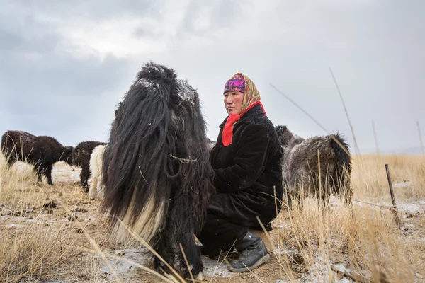 Mongolische Frau melkt einen Yak — Stockfoto