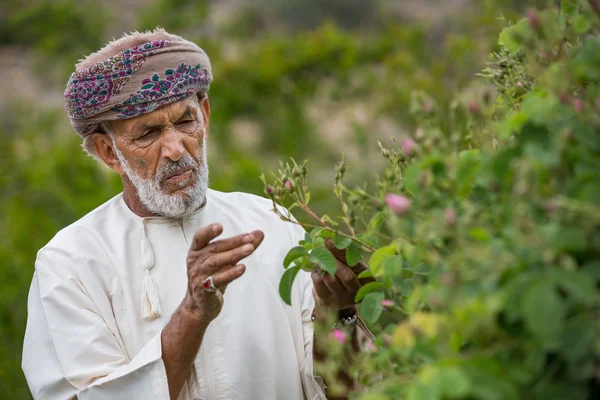 Omani homem escolhendo pétalas de rosa — Fotografia de Stock