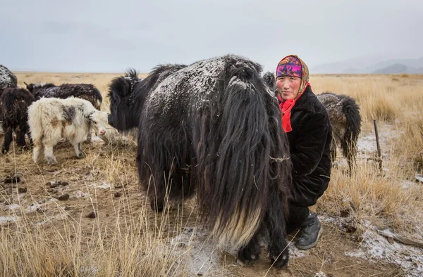 Mongolská žena je dojení Jaka — Stock fotografie