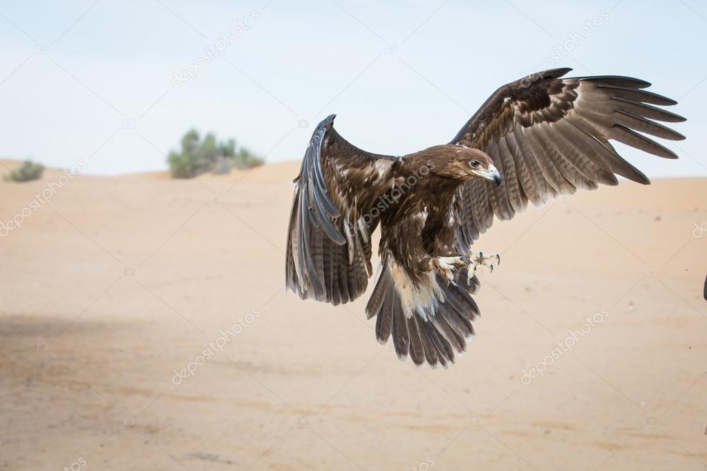 Greater spotted eagle is landing 