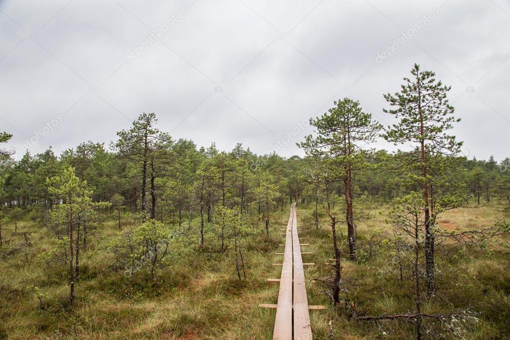  landscape of central Estonia