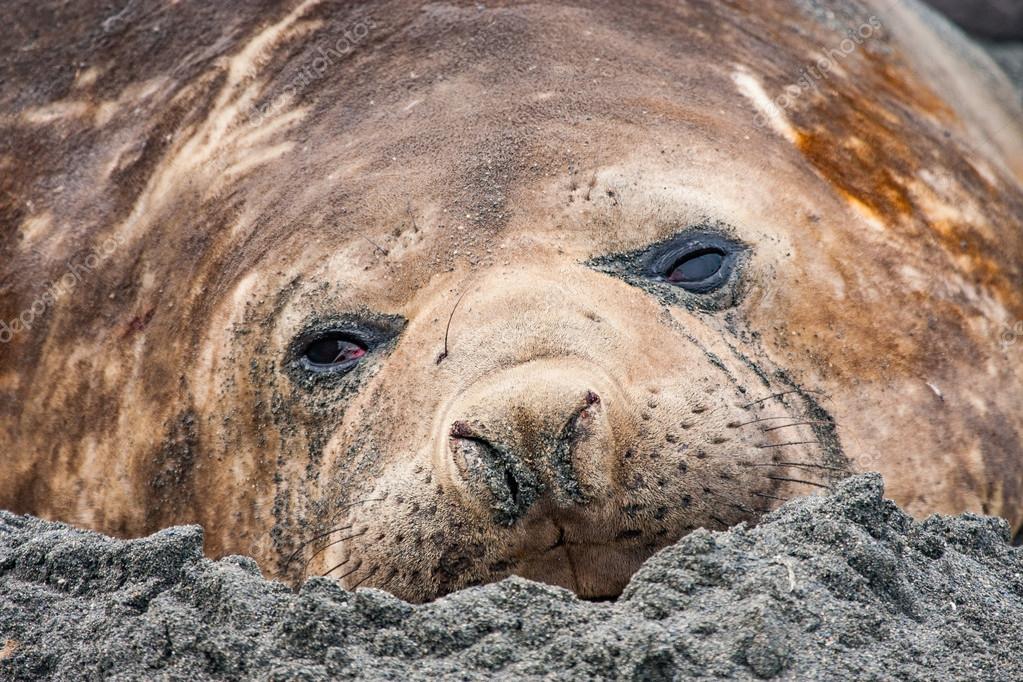 Elephant seal melting on a beach — Stock Photo © katiekk 124047992