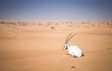 Arap antilobu, BAE 'deki bir çölde kum tepesinde.