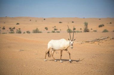 Dubai yakınlarındaki bir çölde Arap antilobu.