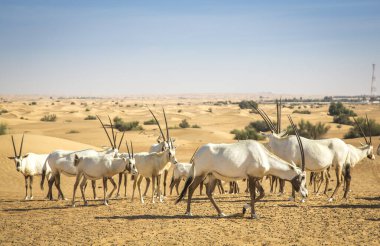 Dubai yakınlarındaki bir çölde Arap antilobu.