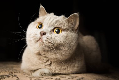 Safkan bir İngiliz kedisinin portresi.