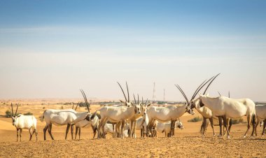 Dubai yakınlarındaki bir çölde Arap antilobu.