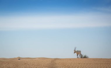 Dubai yakınlarındaki bir çölde Arap antilobu.