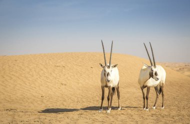 Dubai yakınlarındaki bir çölde Arap antilobu.