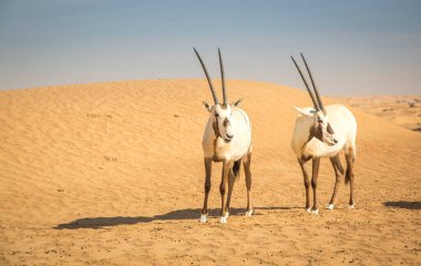 Dubai yakınlarındaki bir çölde Arap antilobu.