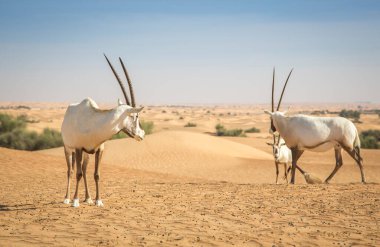 Dubai yakınlarındaki bir çölde Arap antilobu.