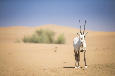 Dubai yakınlarındaki bir çölde Arap antilobu.