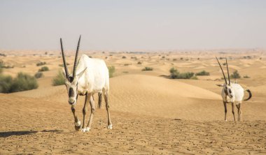 Dubai yakınlarındaki bir çölde Arap antilobu.