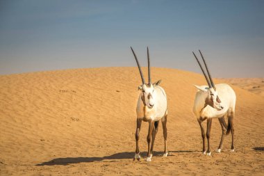 Dubai yakınlarındaki bir çölde Arap antilobu.