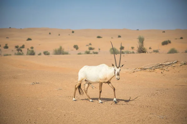 Oryx Árabe Deserto Perto Dubai — Fotografia de Stock