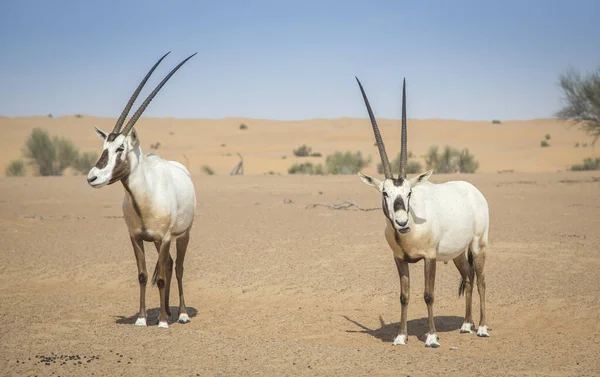 Oryx Árabe Deserto Perto Dubai — Fotografia de Stock