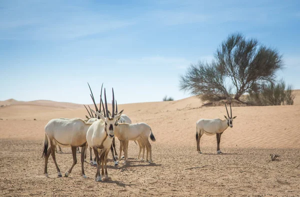 Arabische Oryx Een Woestijn Bij Dubai — Stockfoto