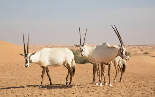 Arabische Oryx Een Woestijn Bij Dubai — Stockfoto