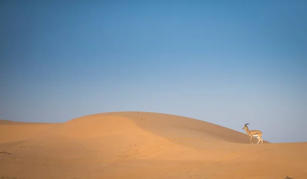 Bella Gazzella Nel Deserto Vicino Dubai — Foto Stock