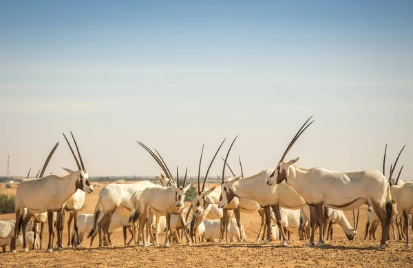 Arabische Oryx Een Woestijn Bij Dubai — Stockfoto