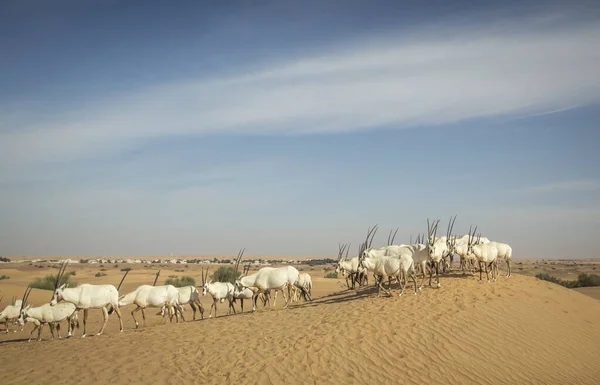 두바이 근처의 사막에 아라비 오릭스 — 스톡 사진