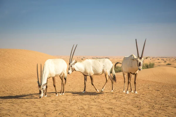 Arabský Oryx Poušti Poblíž Dubaje — Stock fotografie