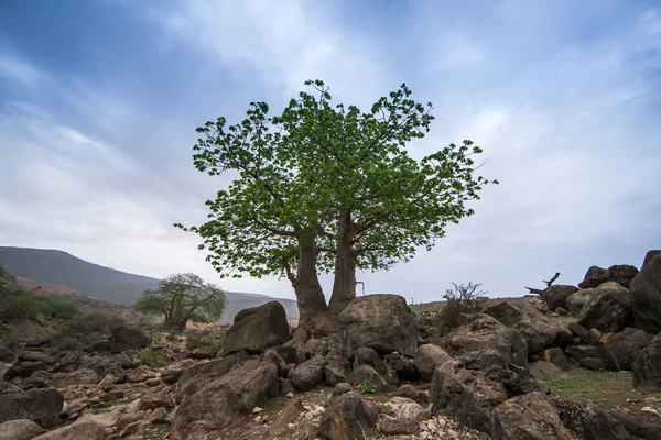 Młode Drzewa Baobabskie Salalah Oman — Zdjęcie stockowe