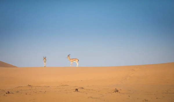 Gazele Pustyni Niedaleko Dubaju — Zdjęcie stockowe