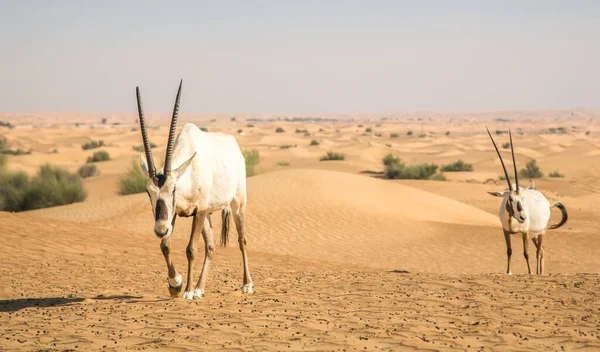Oryx Árabe Desierto Cerca Dubai — Foto de Stock