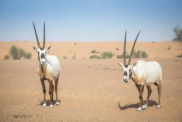 Arabian oryx Stock Photos, Royalty Free Arabian oryx Images | Depositphotos Arabian oryx Stock Photos, Royalty Free Arabian oryx Images | Depositphotos