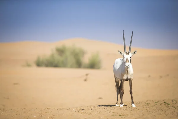 Arabian oryx Stock Photos, Royalty Free Arabian oryx Images | Depositphotos Arabian oryx Stock Photos, Royalty Free Arabian oryx Images | Depositphotos