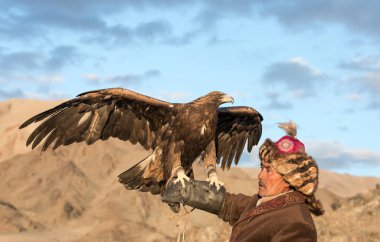 Bayan Ulgii, Moğolistan, 2 Ekim 2015: Atlı adam ve gün batımında Altai Altın Kartal