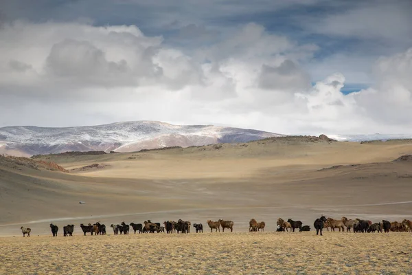Grand Groupe Moutons Pâturant Sur Steppe Mongole — Photo