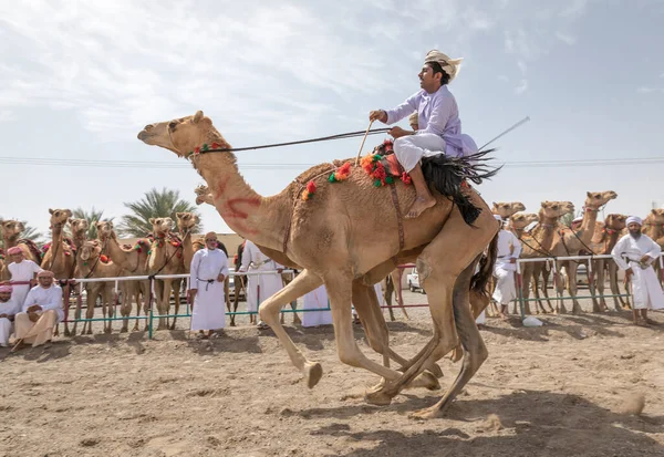 Khadal Oman Квітня 2018 Омані Чоловіки Традиційному Одязі Верхи Верблюдах — стокове фото