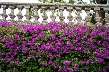 Portekiz, Lizbon 'da bir bahçede mor çiçekli asmalar ve yeşil ağaçlarla kaplı bir duvarın yanında taş bir merdiven uzanıyor. Fotoğraf: 4 Kasım 2025